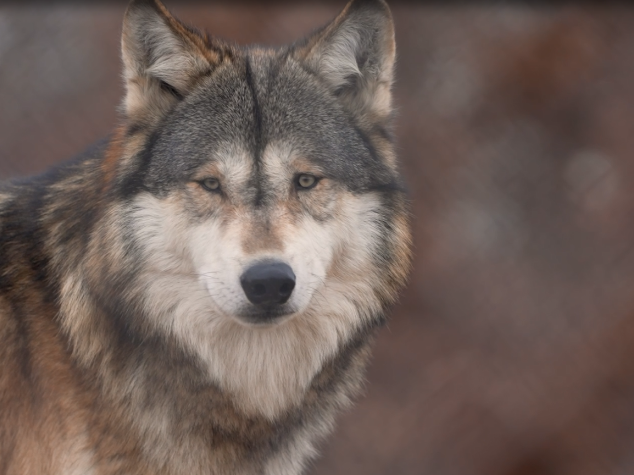 racking stress in wolves