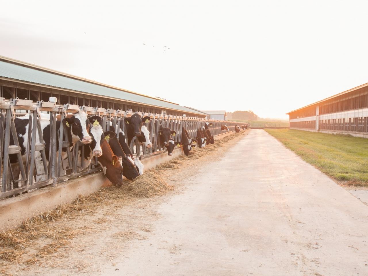 cows on a farm