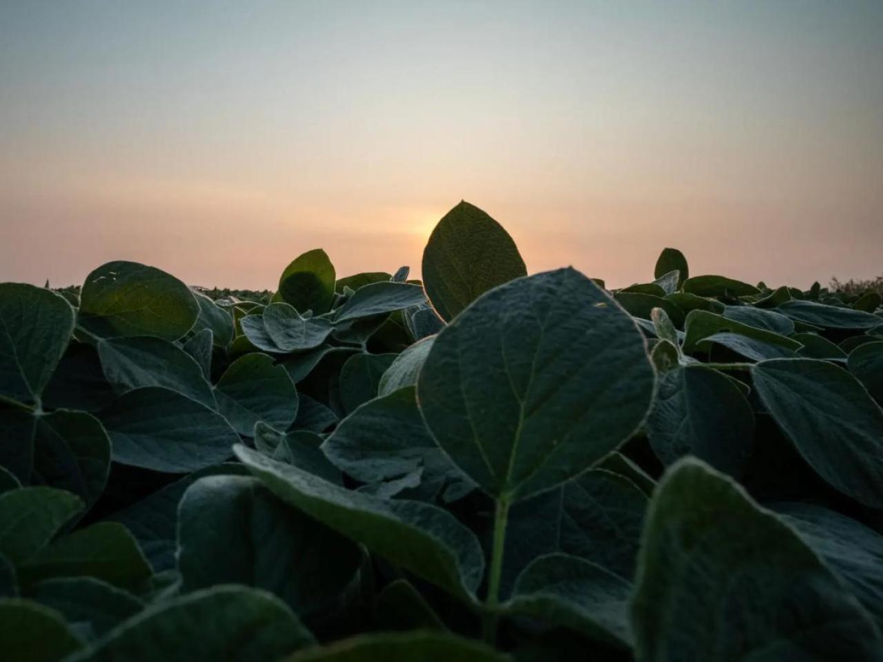 Soybeans at sunrise