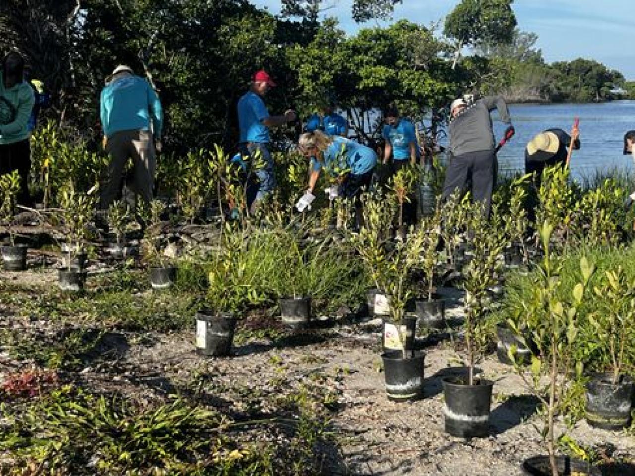 volunteers with plants on a riverbank