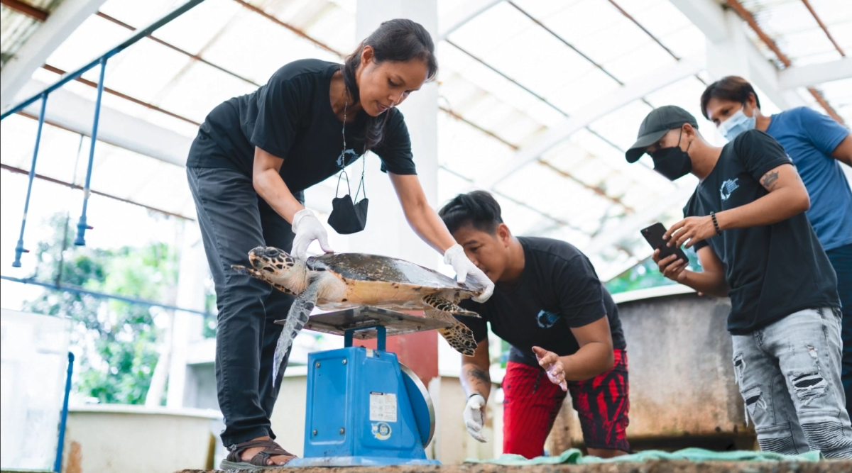 Two people weight a sea turtle as others watch on