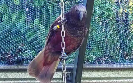 A bird perching on a chain