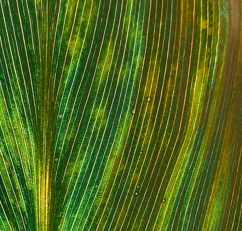 Close up of a green leaf