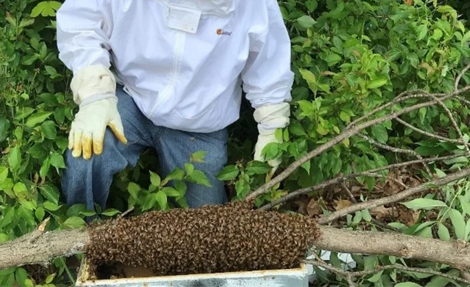 hive of bees under the eye of a beekeeper