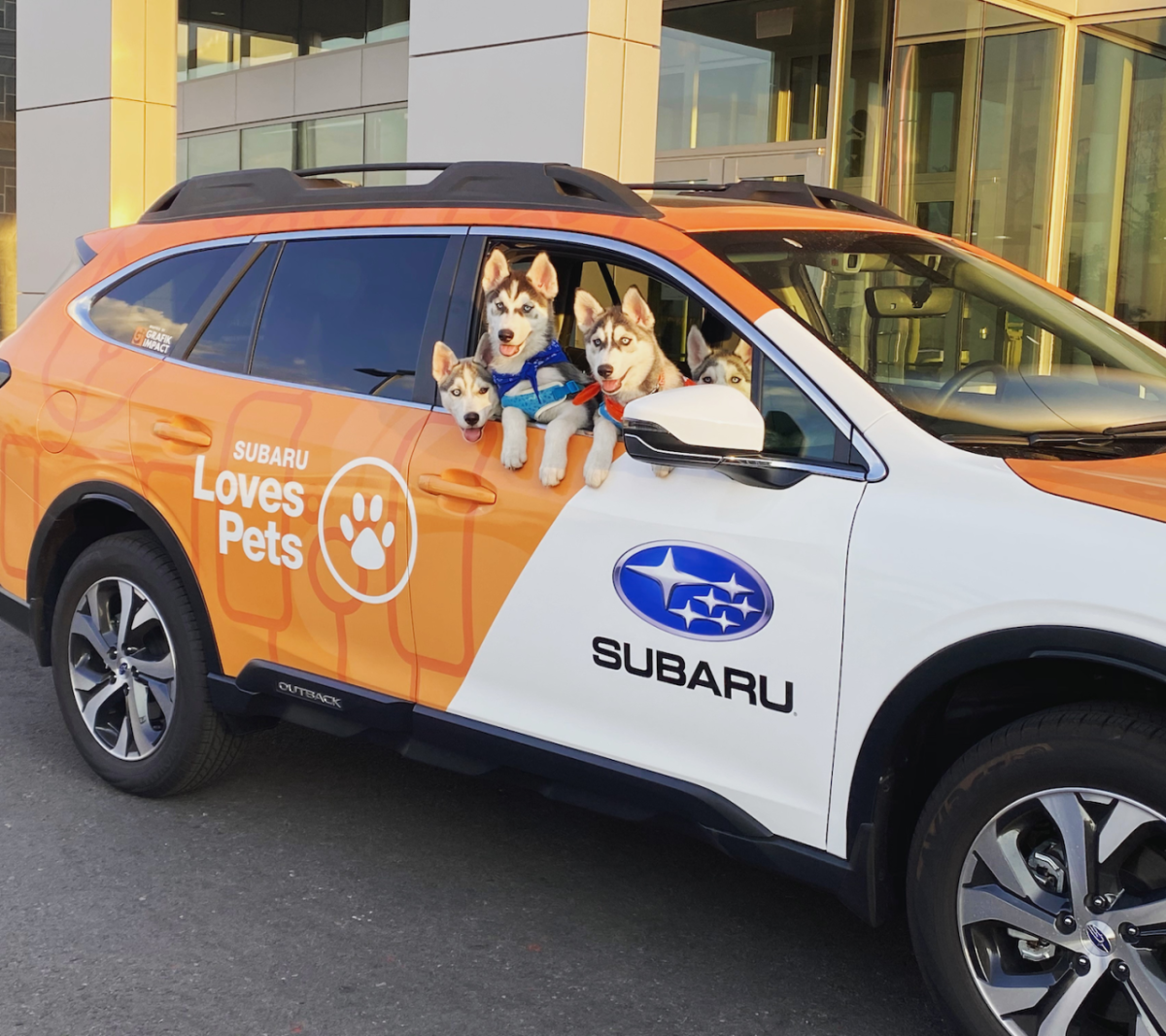 Husky dogs looking out of a stationary car's window