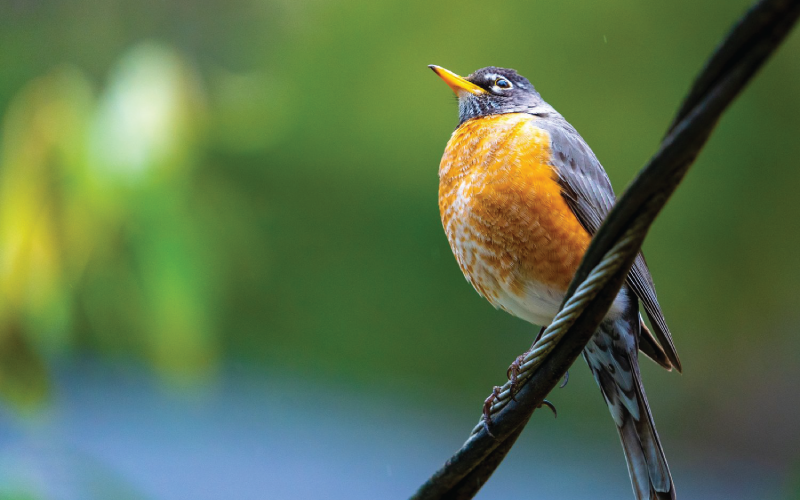 Bird perched on a wire