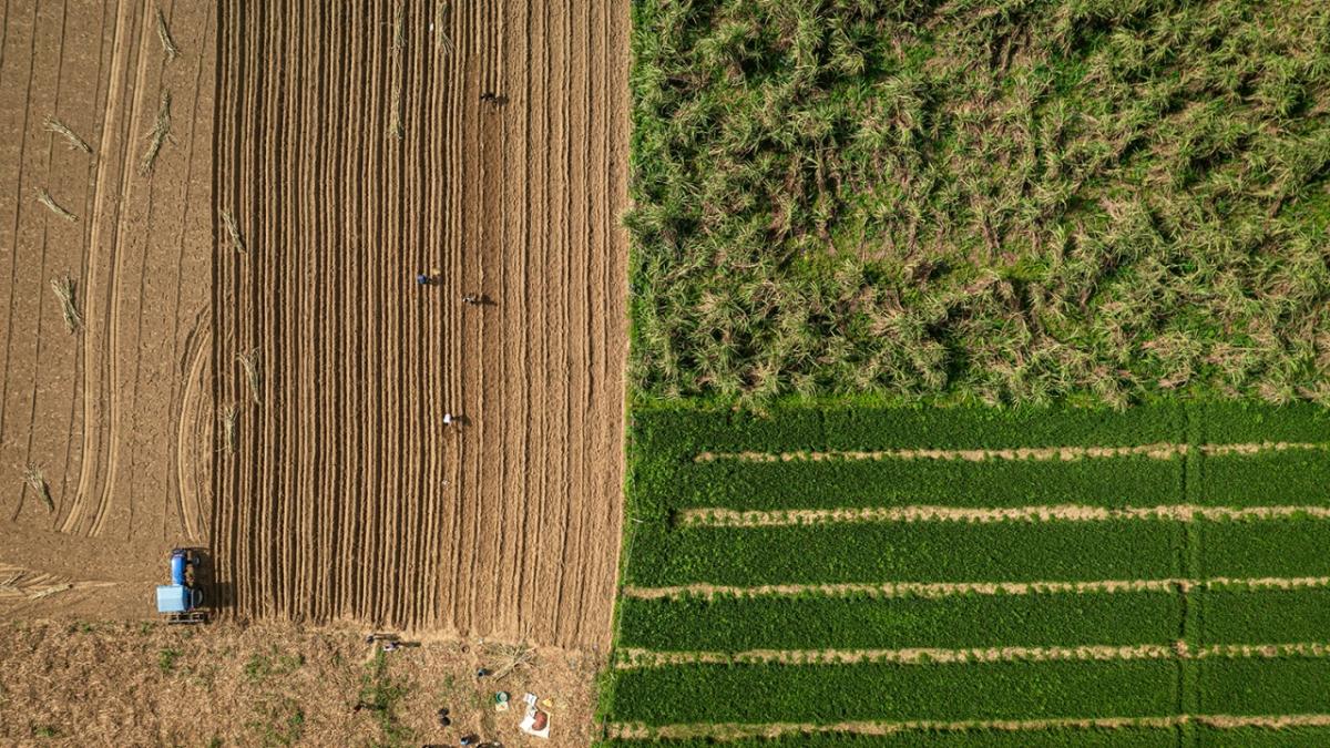 Ariel view of a Bonsucro certified sugarcane farm