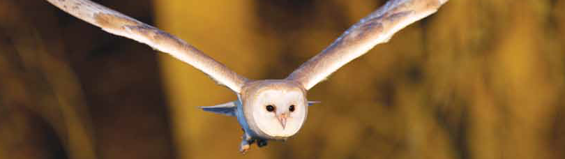 A barn owl in flight