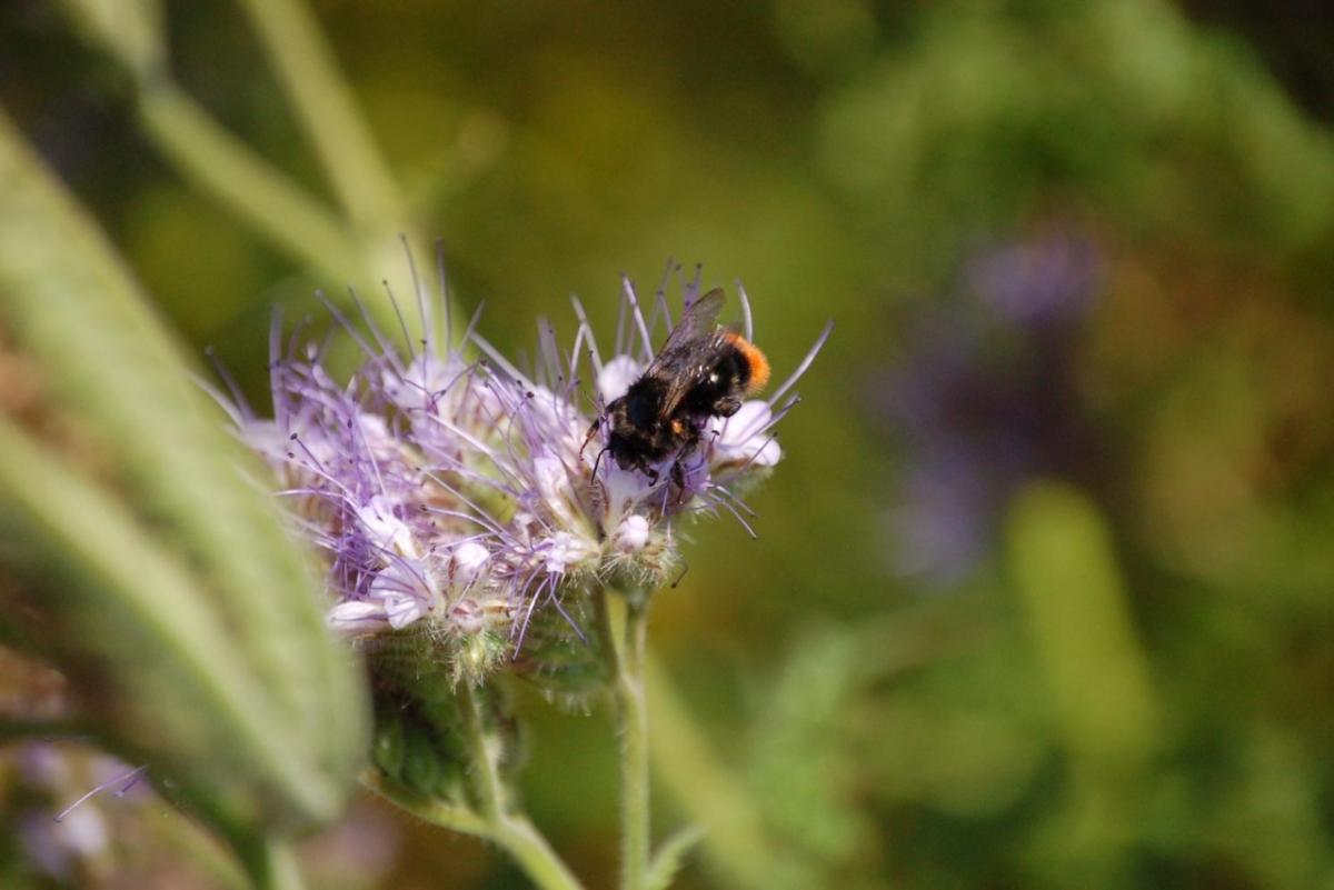 Bee on a flower