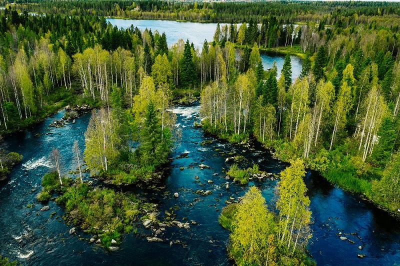 River and trees, seen from above