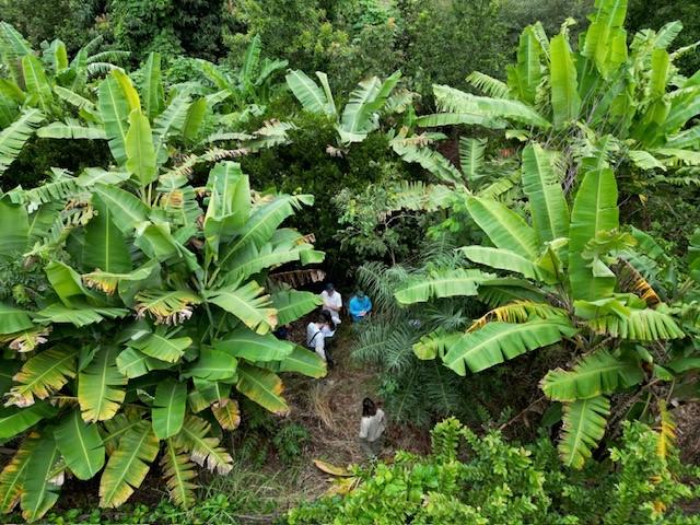 Birds eye view of the top of trees with people walking on the ground 