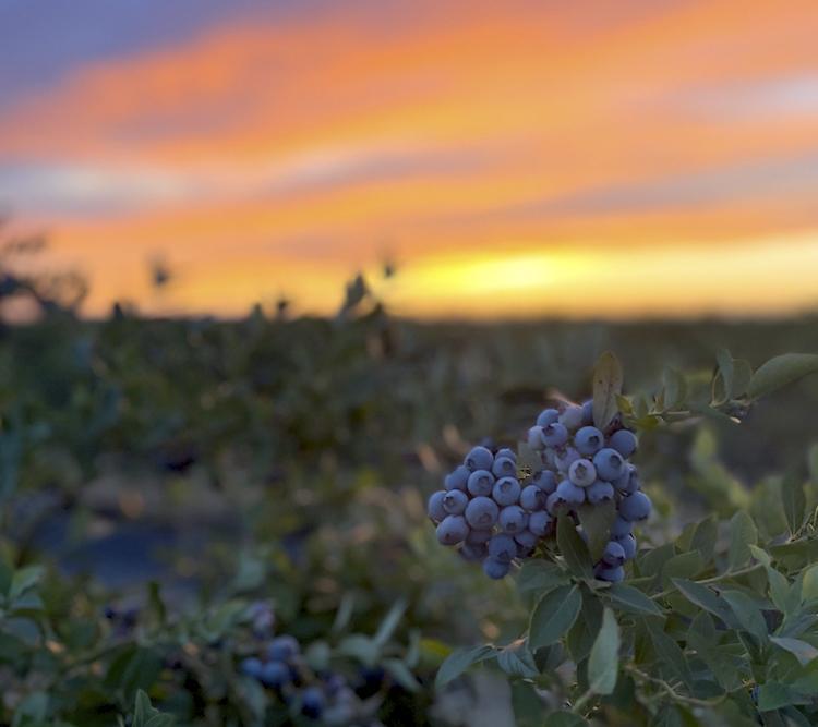 Blueberries at Burns Farm 1