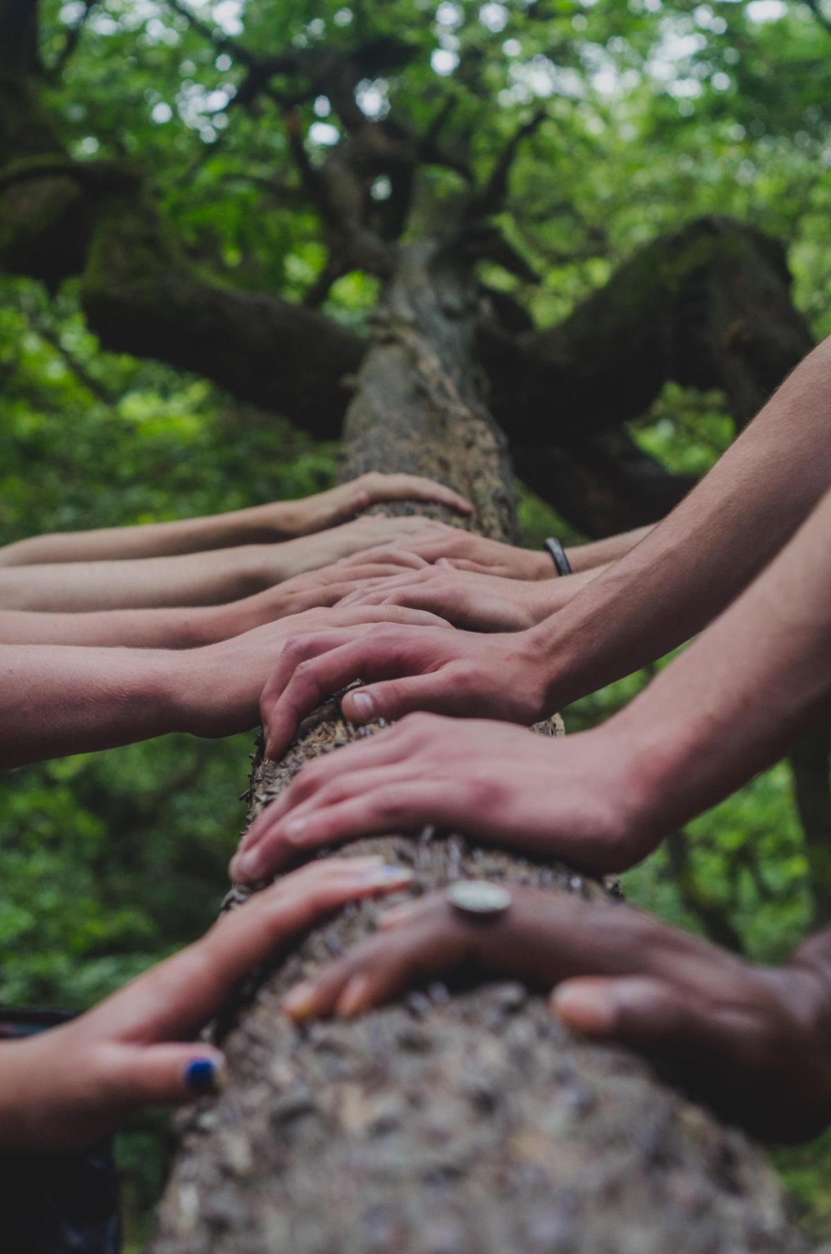 Many different hands holding the trunk of a tall tree