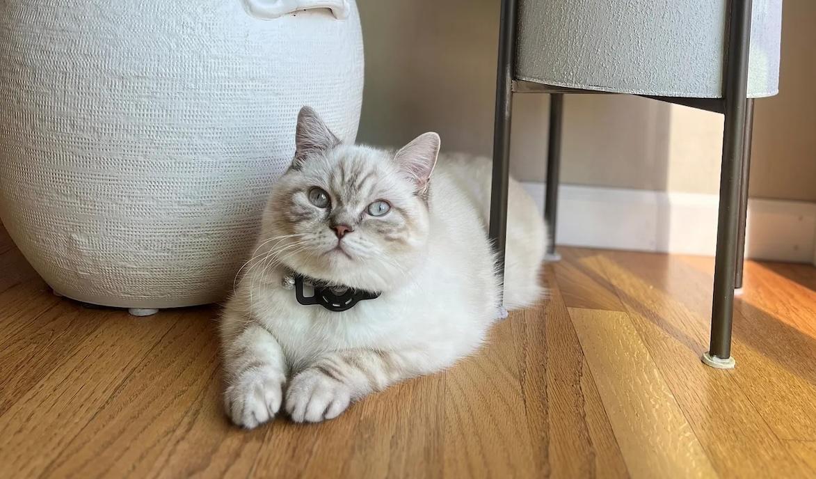 Christine Perkins white cat seated on a hardwood floor.