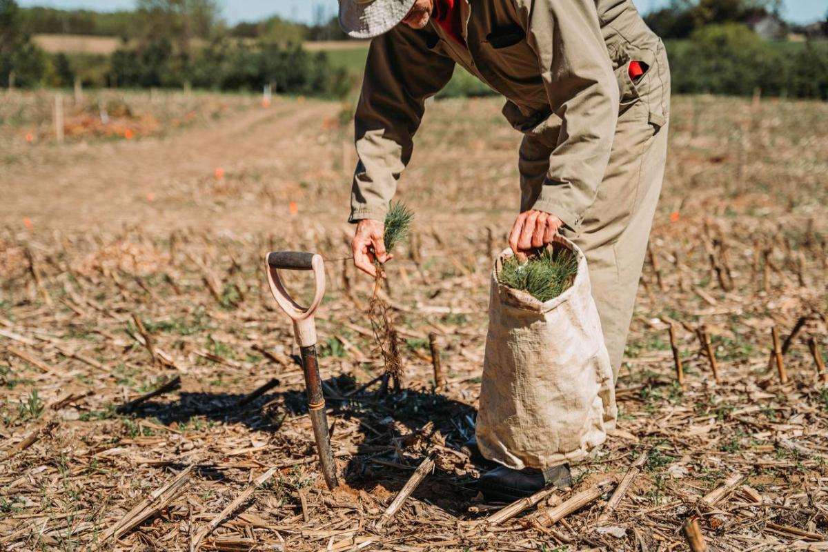 A native tree and shrub project being planted at an ALUS Middlesex project site. 