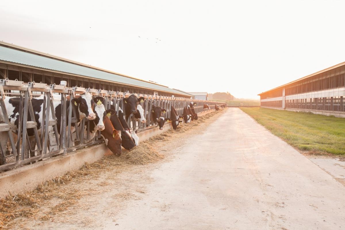 cows on a farm