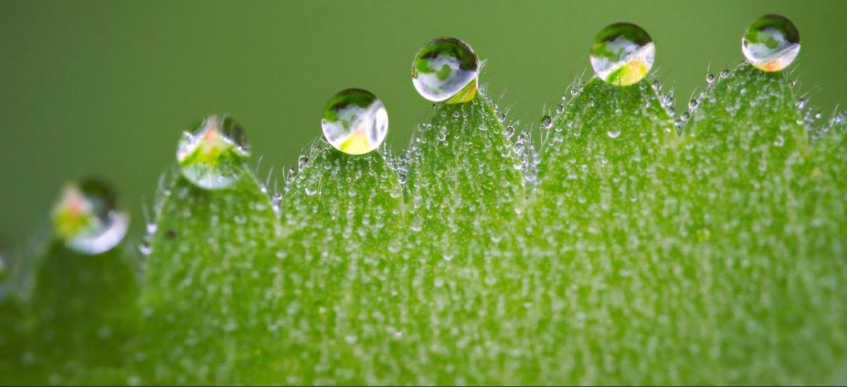 A close-up of dew drops on a green leaf.