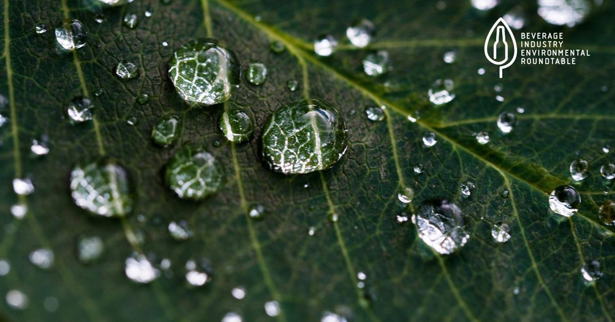 water on leaf