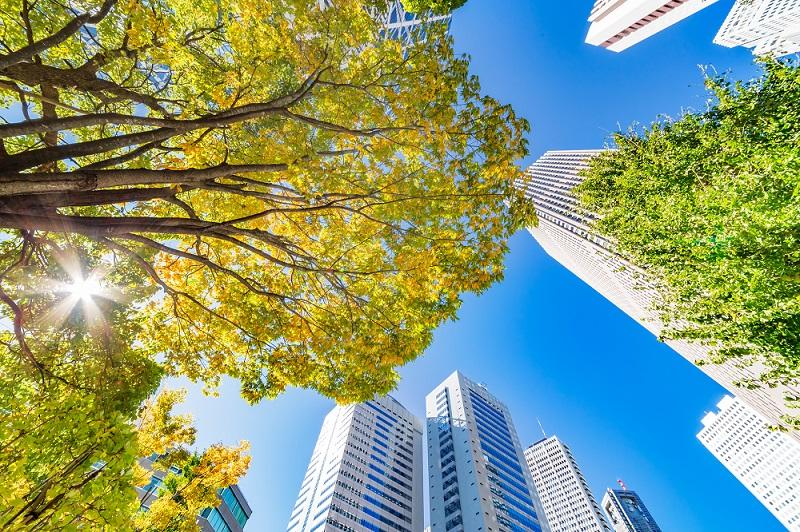 tree canopy and tall buildings, seen from below