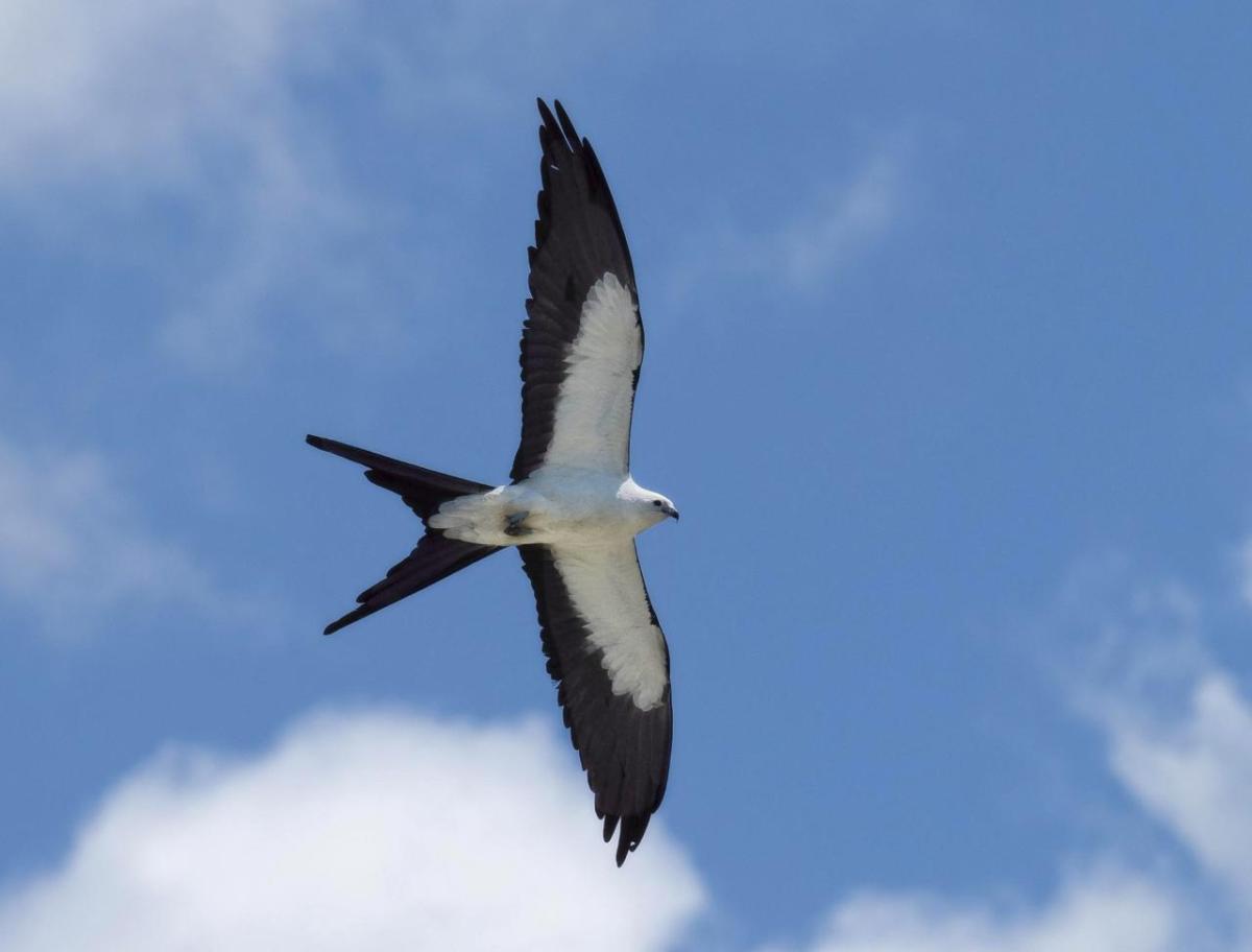 Close up of a bird in flight