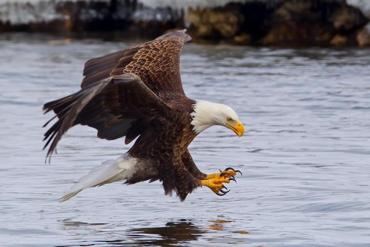 Photo of an eagle grabbing something in the water