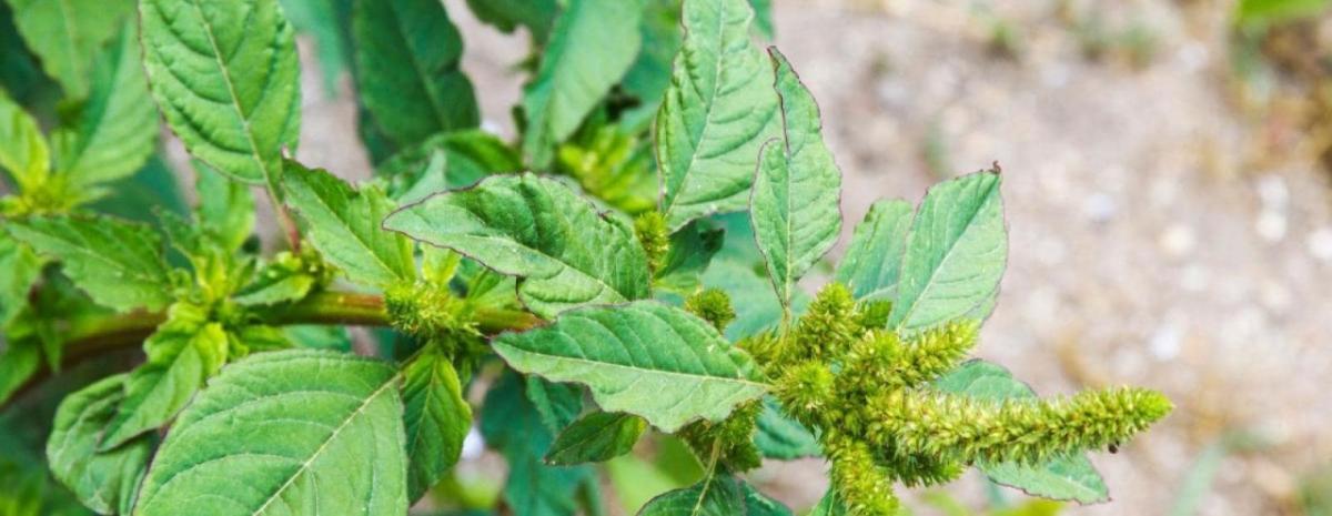 close up of large weed