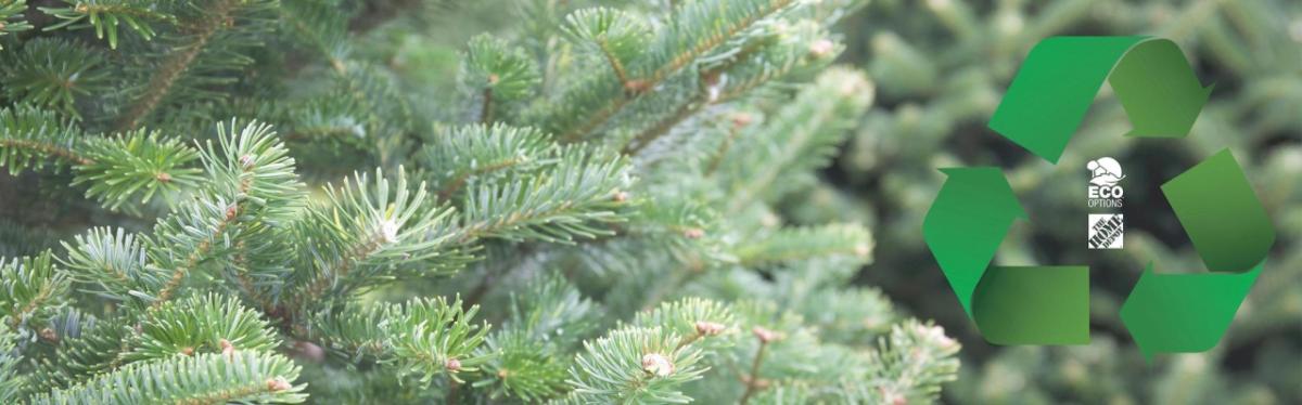 Close up of Christmas tree branch. Recycling symbol is shown in green with Home Depot logo in green.