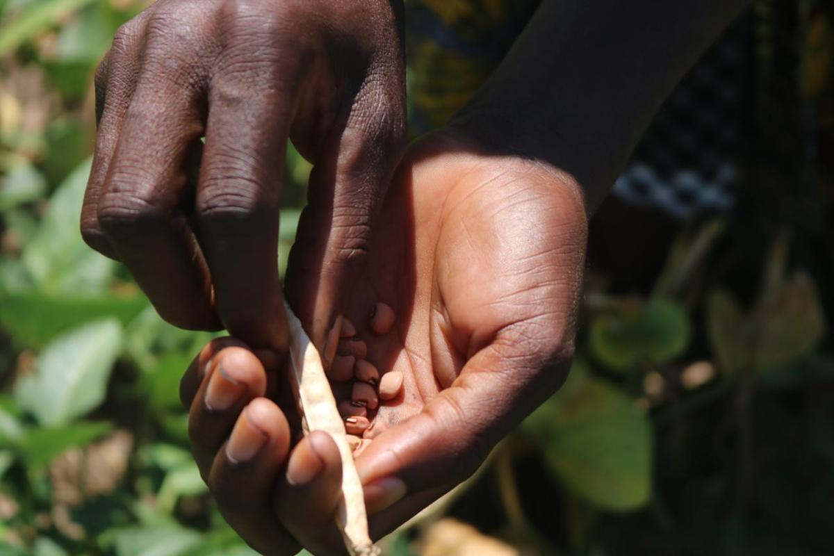 Zambia is facing its worst drought in over two decades. In the western province, over 1,200 farmers have enrolled in Action Against Hunger’s climate resiliency program, where they grow drought-resistant cowpeas. Here, a farmer in the Lukanda Camp lifts a bag of cowpea stalks. Photo by: Kenneal Patterson / Action Against Hunger