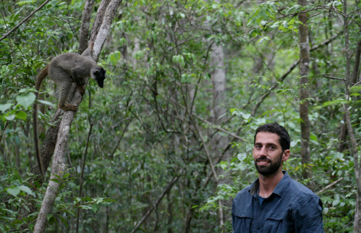 Lemur in a tree with scientist.