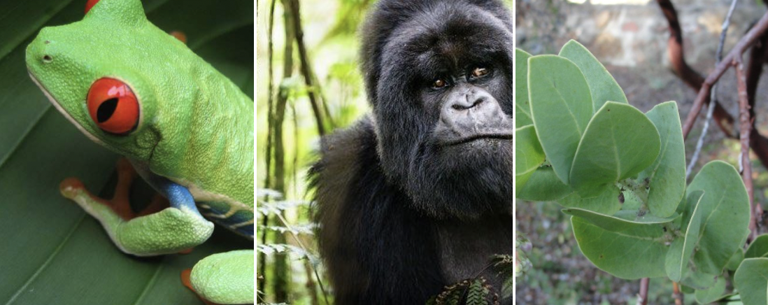 Photo of tree frog, ape and plant.