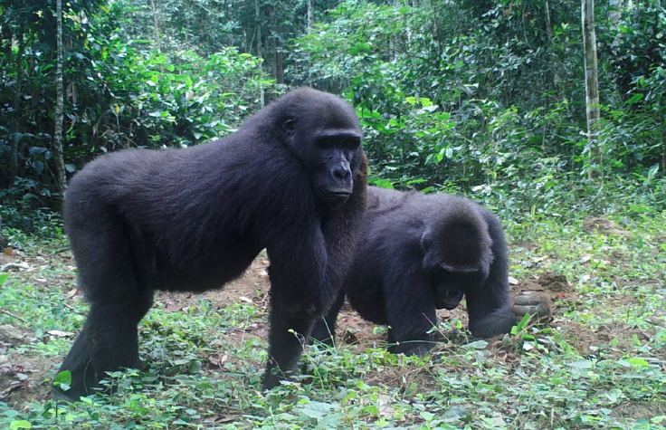 Using cameras attached to trees, Magdalena and the primatologists are able to watch each group’s highly complex social behavior. The cameras are able to capture incredible detail, including such nuanced behavior as one gorilla communicating to another using only eye contact.