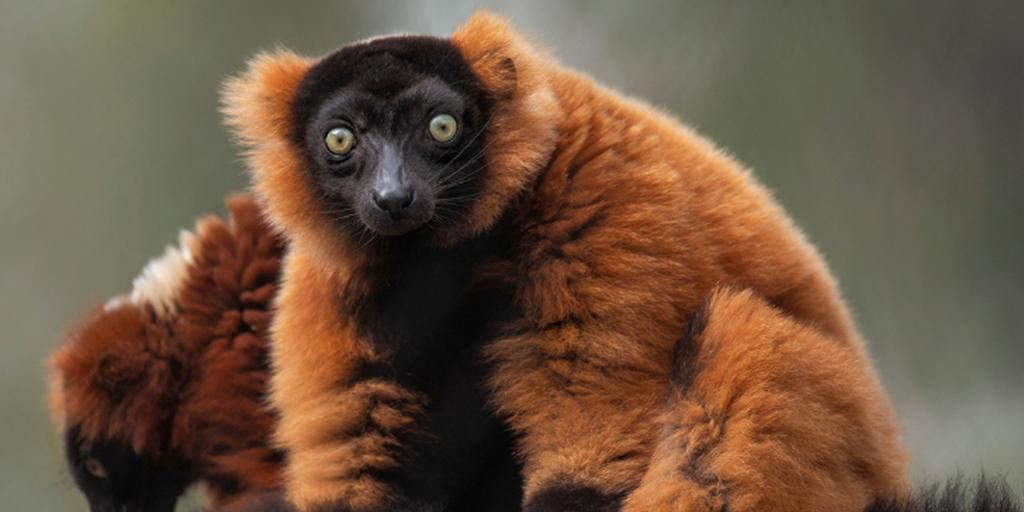 Madagascar Lemur