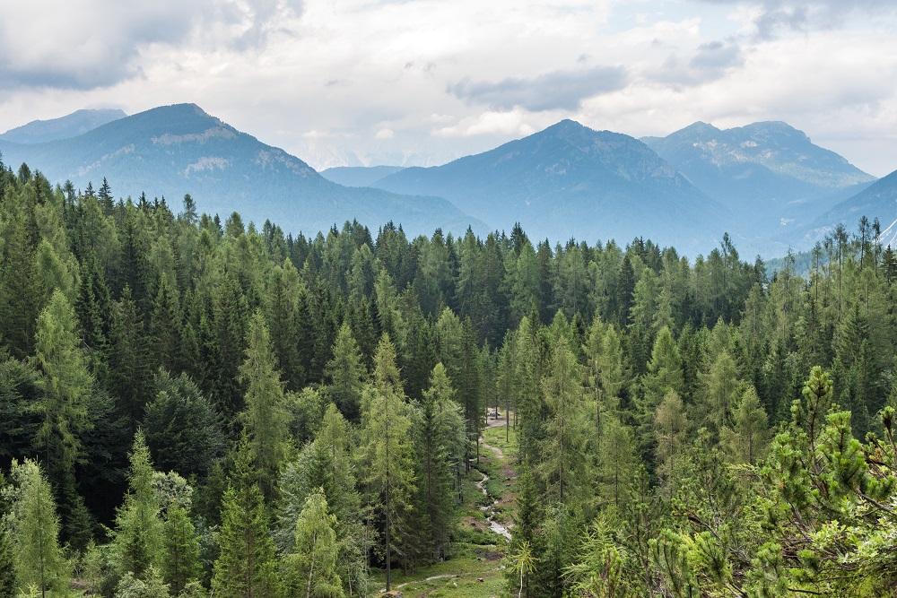 Forest and skyline