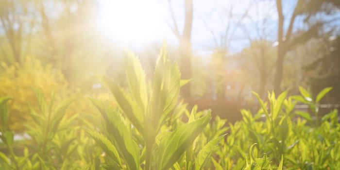 Sunrise over a green meadow.