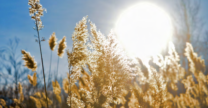 Sunshine over a field of wheat.