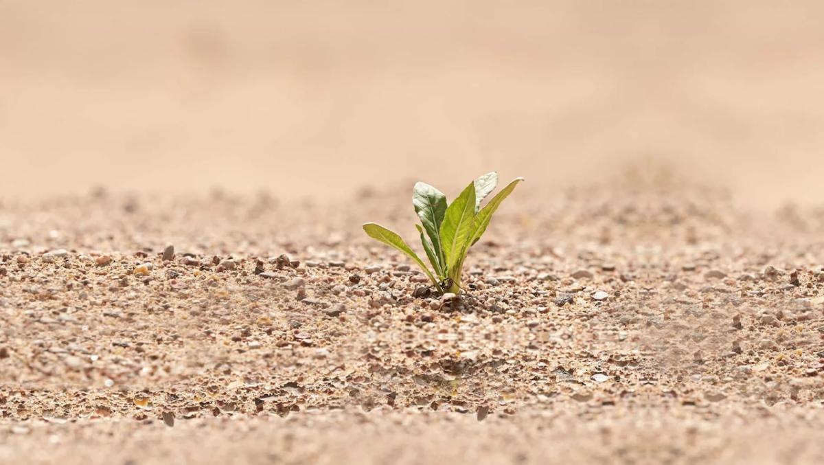 Small plant growing in dry earth.