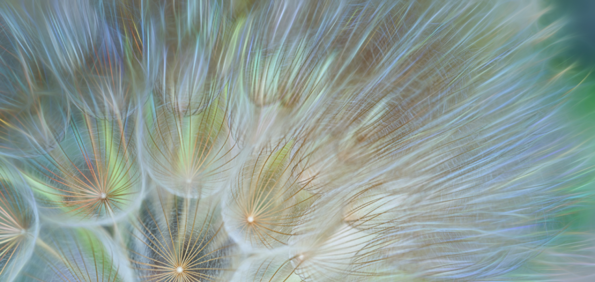 Close up of dandelions 