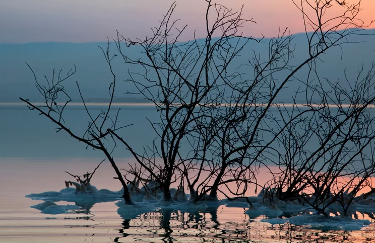 Trees coming out of water at sunset