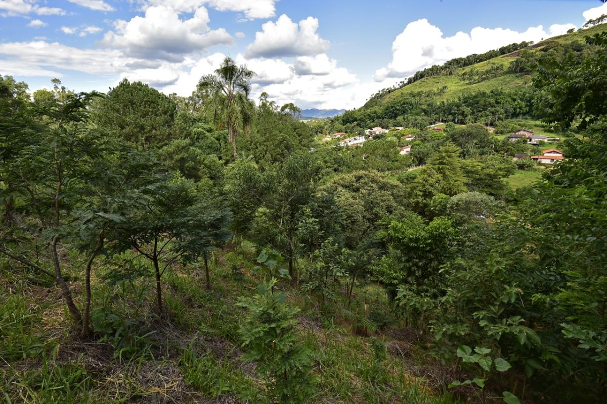 Tree-covered hills