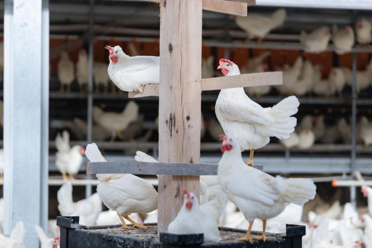 Chickens at Kipster's farm 