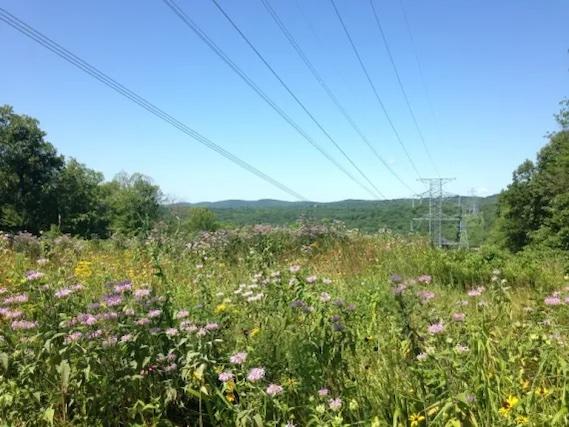 Vegetation Management meadow habitat