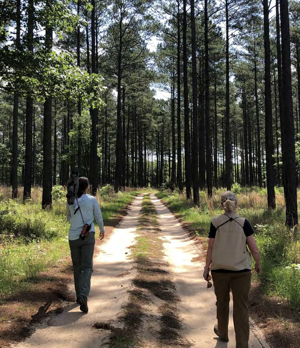 Two people walking on a track in a forest