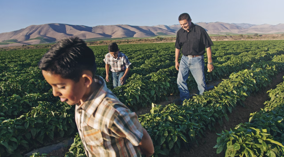 Two children and an adult walking through a crop field