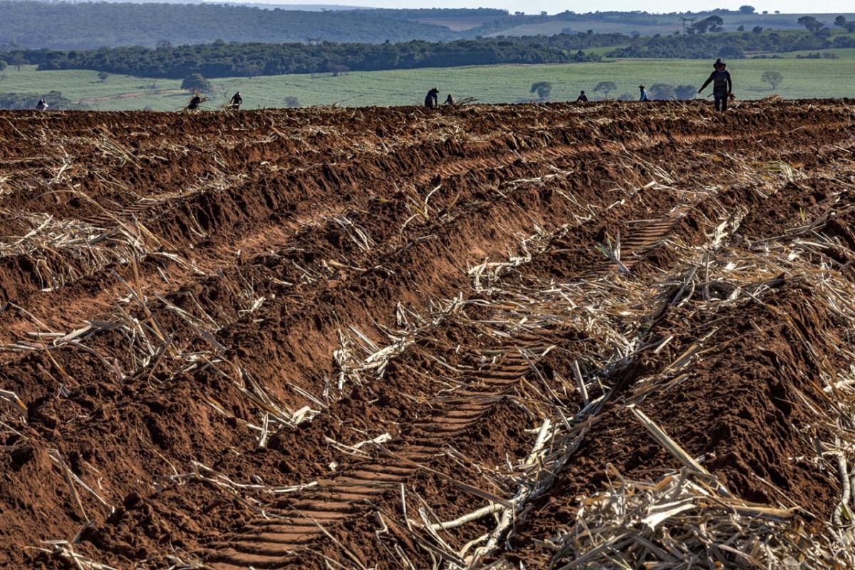 Field workers planting sugarcane