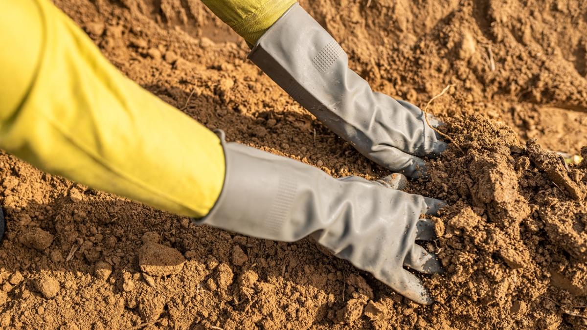 Hands preparing soil on sugarcane farm