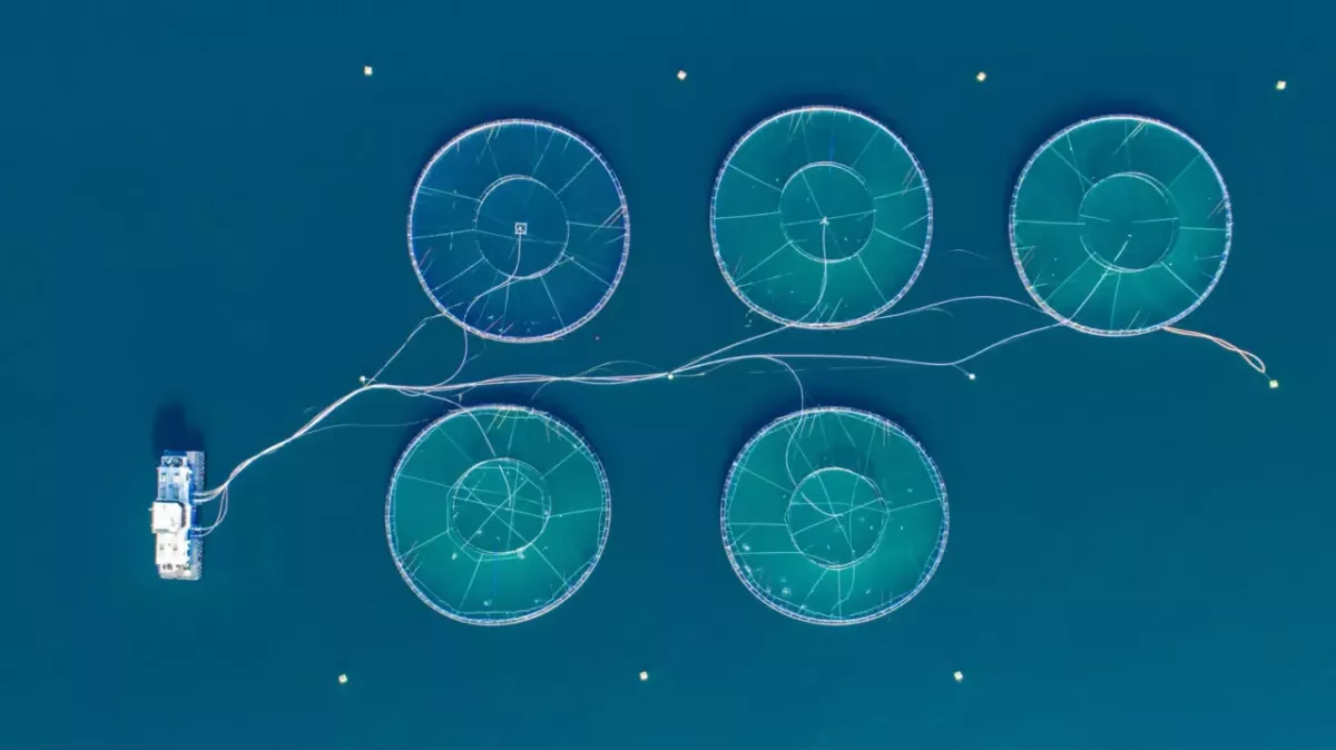 Aerial view of a salmon farm in a large body of water.