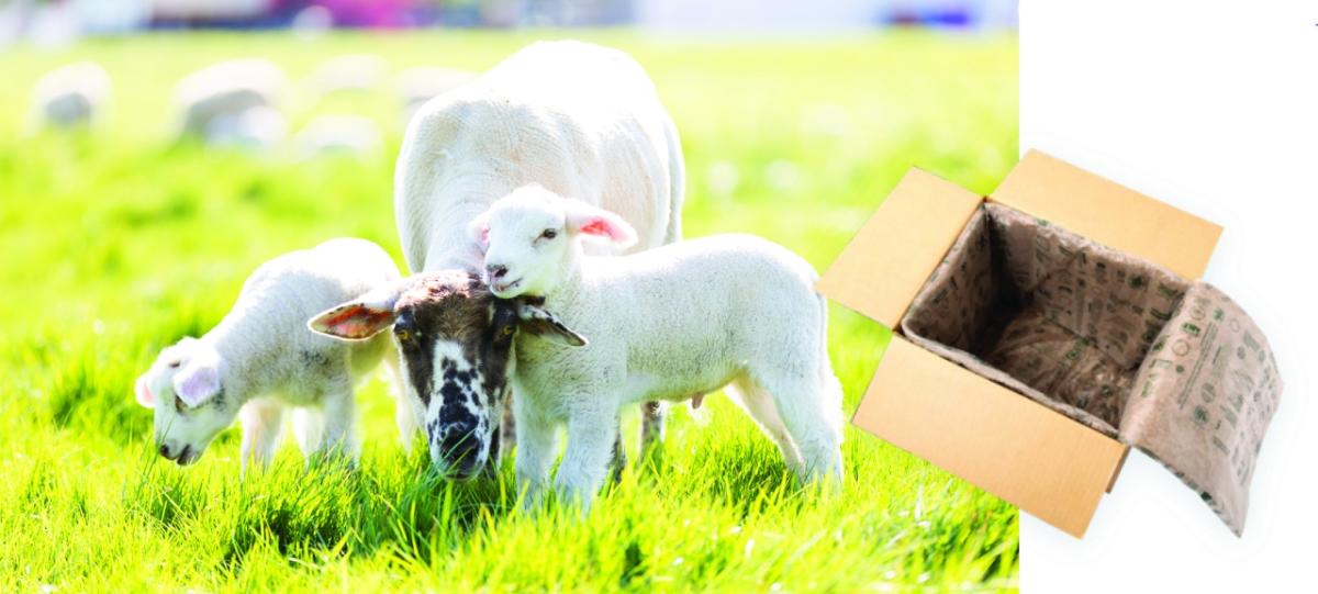 split image of sheep in field and cardboard box