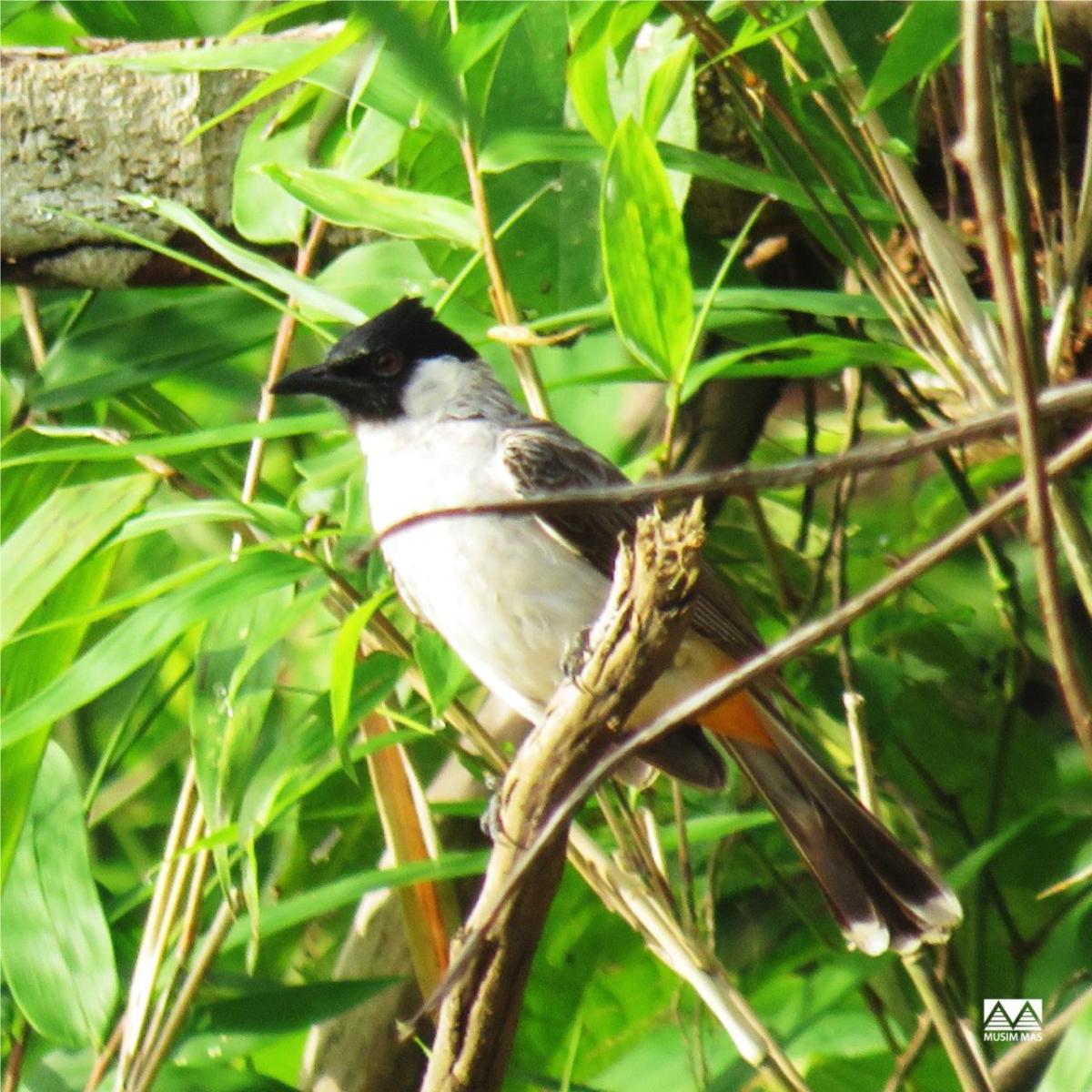 Sooty headed Bulbul Bird