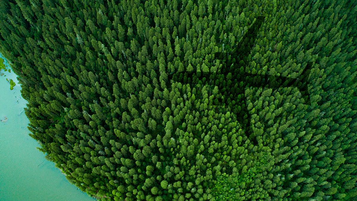 Shadow of an aeroplane going over a forest