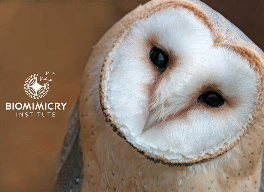 Photo of owl with the Biomimicry Institute logo